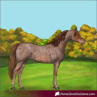 Horse Color:Red Roan 
