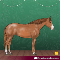 Horse Color:Chestnut Sabino