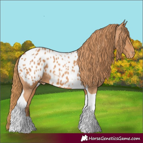 Horse Color:Chestnut Tobiano Appaloosa 
