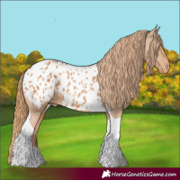 Horse Color:Chestnut Tobiano Appaloosa 