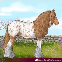 Horse Color:Chestnut Tobiano Blanket