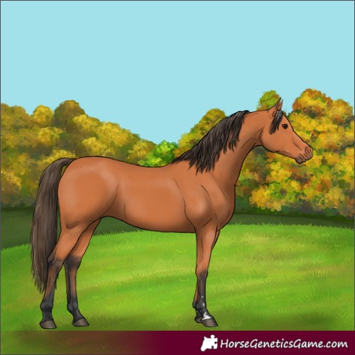 Horse Color:Bay 