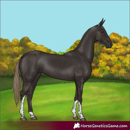 Horse Color:Liver Chestnut Tobiano 