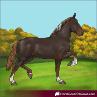 Horse Color:Liver Chestnut Tobiano 