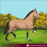 Horse Color:Bay Dun