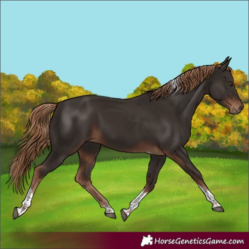 Horse Color:Liver Chestnut Tobiano 