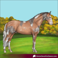 Horse Color:Silver Brown Sabino Tobiano Rabicano  and Silver Sable Champagne Sabino Tobiano Rabicano 