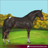 Horse Color:Liver Chestnut Tobiano