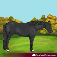 Horse Color:Black 