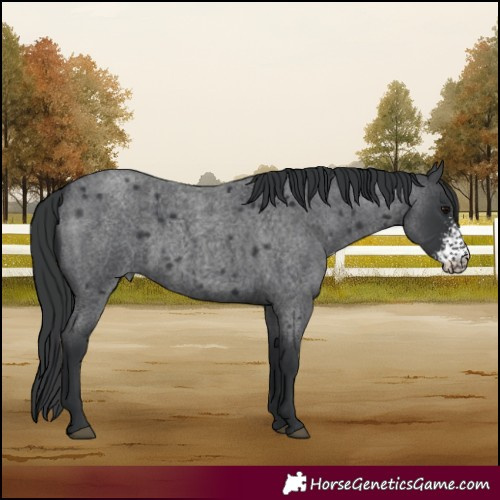 Horse Color:Blue Roan Sabino