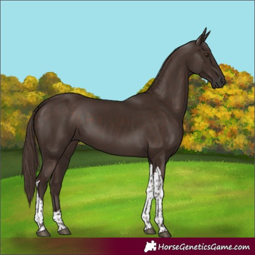 Horse Color:Liver Chestnut Tobiano 