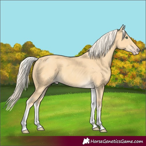 Horse Color:White Spotted Gold Cream Champagne