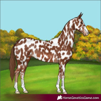 Horse Color:Chestnut Appaloosa 