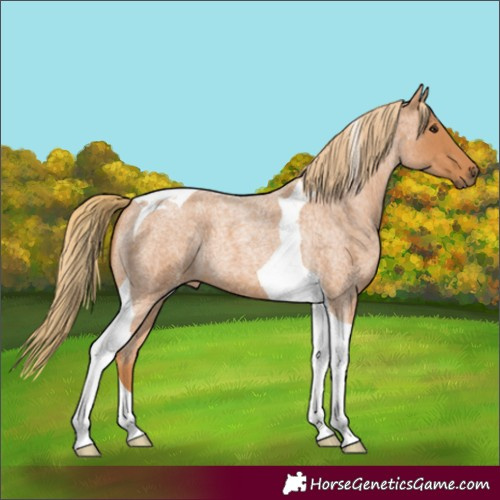 Horse Color:Red Roan Tobiano