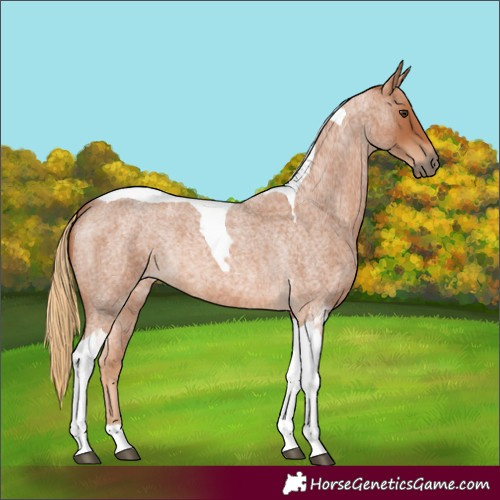 Horse Color:Red Roan Tobiano