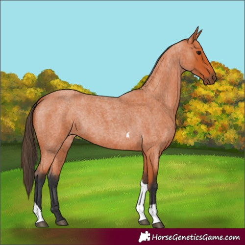 Horse Color:Bay Roan Tobiano 