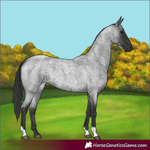 Horse Color:Blue Roan Tobiano