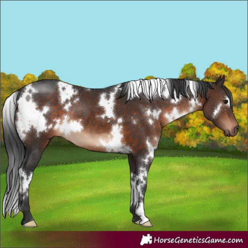 Horse Color:White Spotted Brown