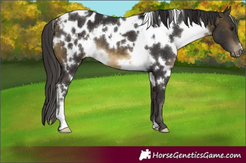 Horse Color:White Spotted Buckskin Appaloosa