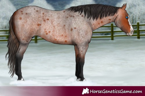 Horse Color:Bay Roan Splash 