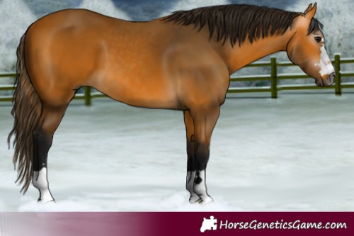 Horse Color:Gray Buckskin 