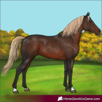 Horse Color:Liver Chestnut