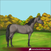 Horse Color:Grullo 