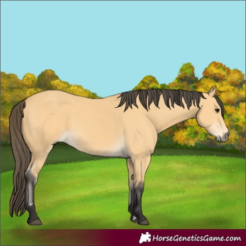 Horse Color:Buckskin
