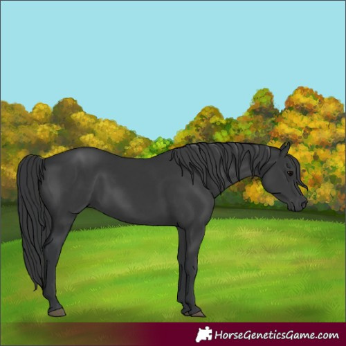 Horse Color:Black 