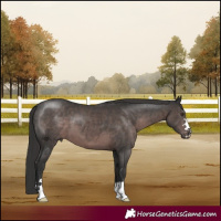 Horse Color:Platinum Liver Chestnut 