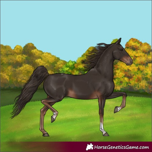 Horse Color:Liver Chestnut Tobiano 
