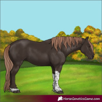 Horse Color:Liver Chestnut Tobiano