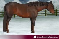 Horse Color:Liver Chestnut 