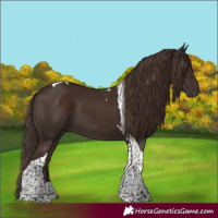 Horse Color:Liver Chestnut Tobiano