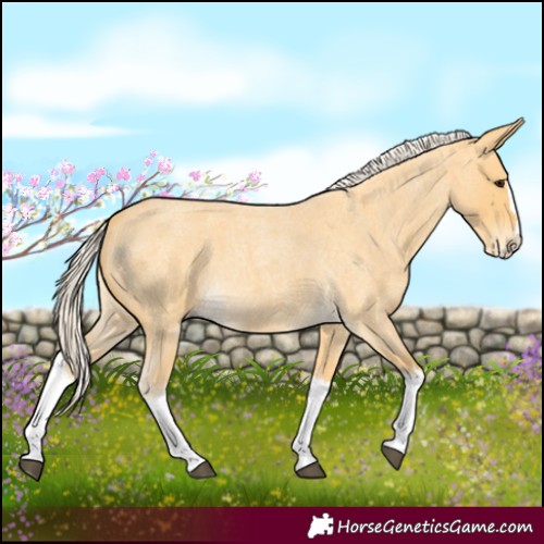 Horse Color:Palomino Roan Splash 