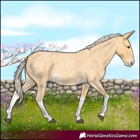 Horse Color:Palomino Roan Splash