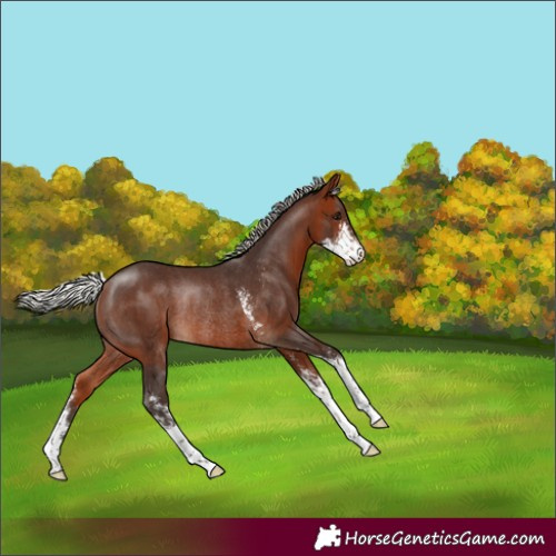 Horse Color:Silver Brown Sabino Rabicano 