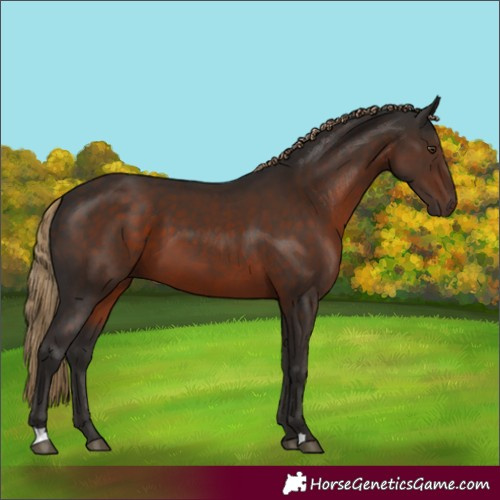 Horse Color:Liver Chestnut