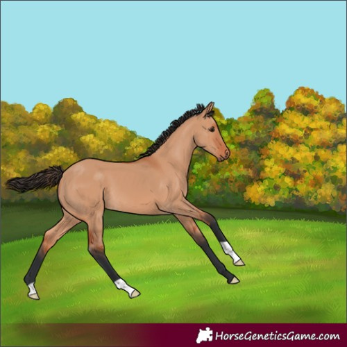 Horse Color:Bay Dun 