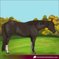 Horse Color:Liver Chestnut Tobiano 