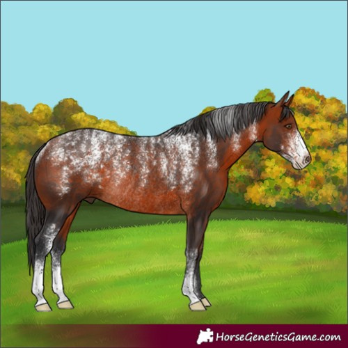 Horse Color:Powder White Bay Rabicano