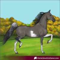 Horse Color:White Spotted Grullo Rabicano