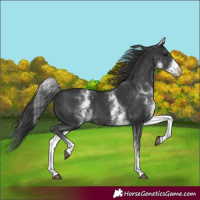 Horse Color:White Spotted Black Tobiano
