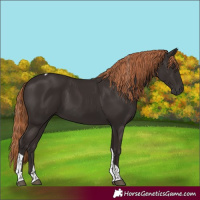 Horse Color:Liver Chestnut Tobiano