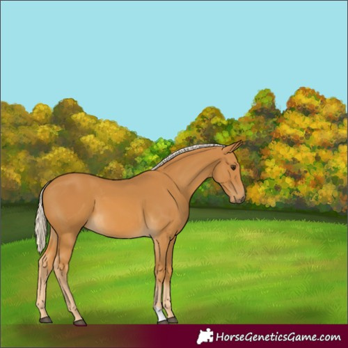 Horse Color:Palomino