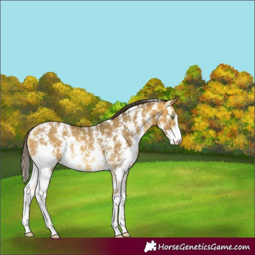 Horse Color:Sable Cream Champagne Sabino 