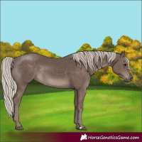 Horse Color:Silver Black Rabicano 