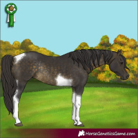 Horse Color:Buckskin Tobiano Rabicano