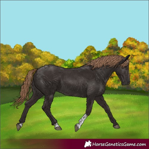 Horse Color:Liver Chestnut Tobiano 