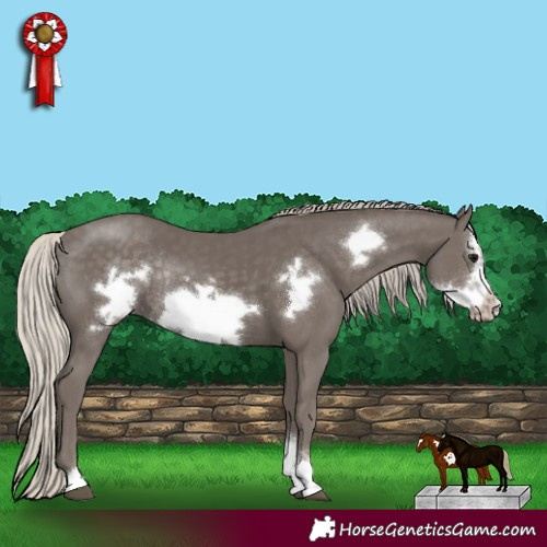 Horse Color:Silver Smoky Black Sabino Frame Rabicano 